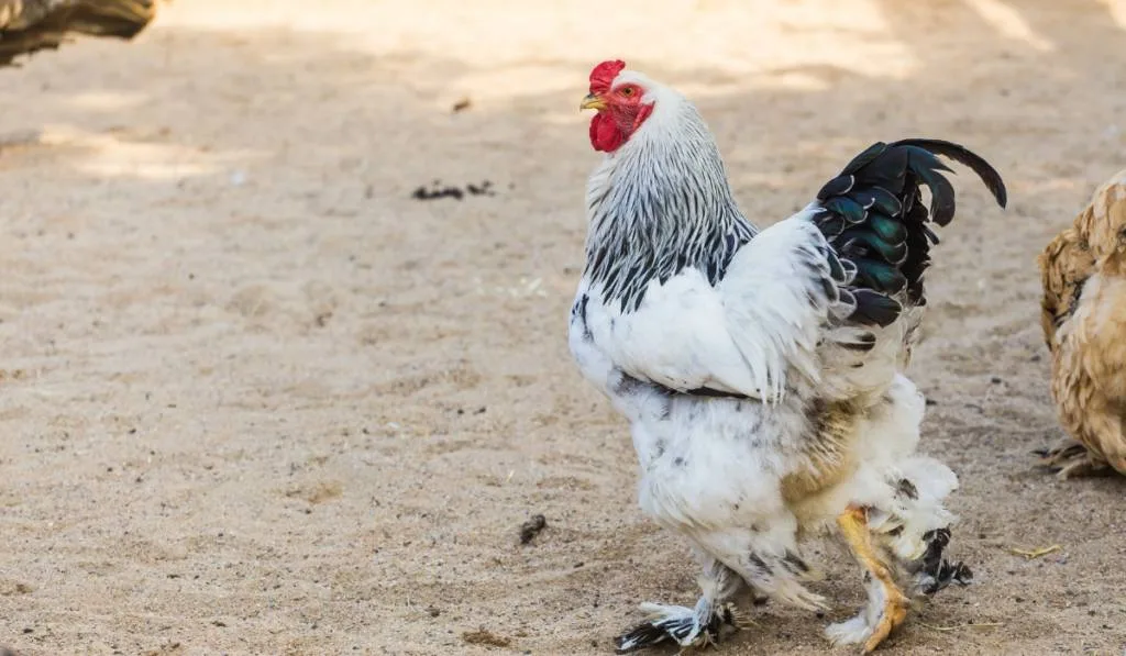 Bushy rooster brahma walking