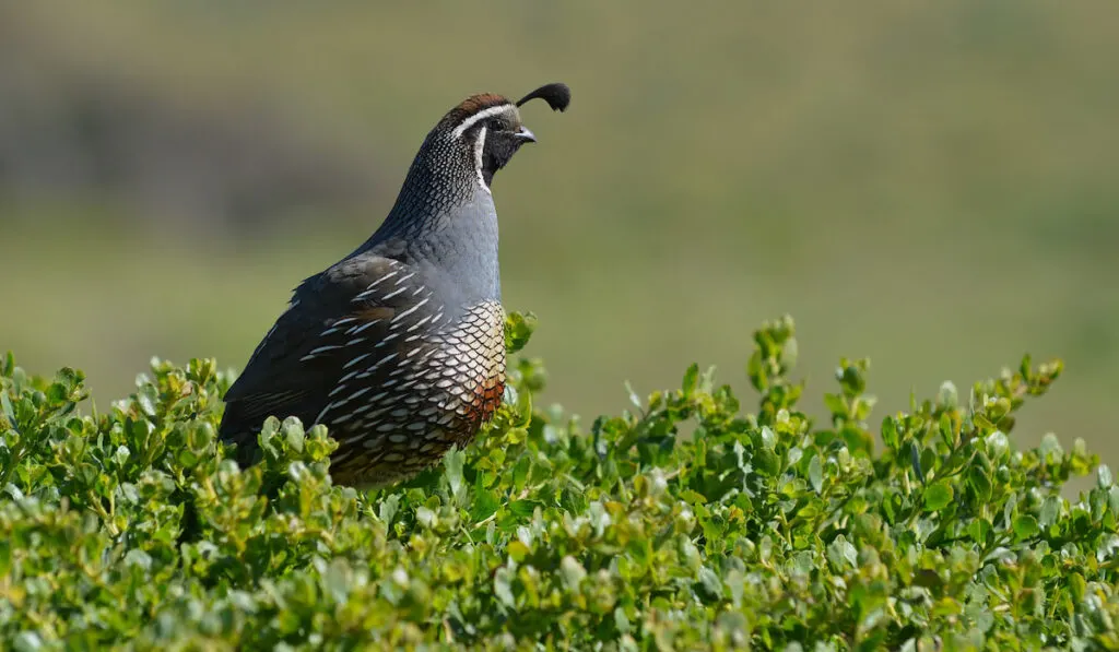 California Quail 