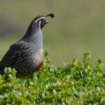 How Much Do Quail Cost?