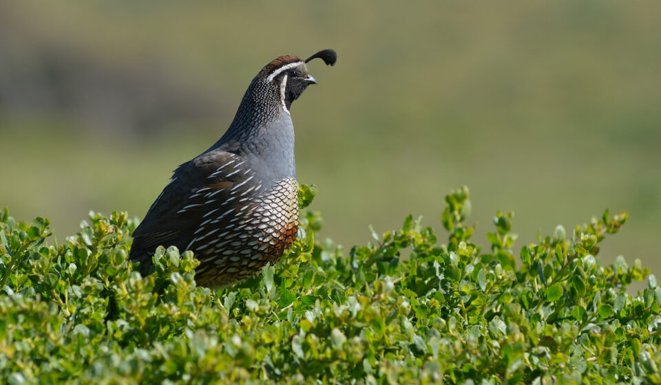How Much Do Quail Cost? - Farmhouse Guide