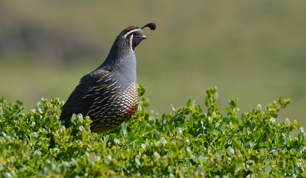 How Much Do Quail Cost? - Farmhouse Guide