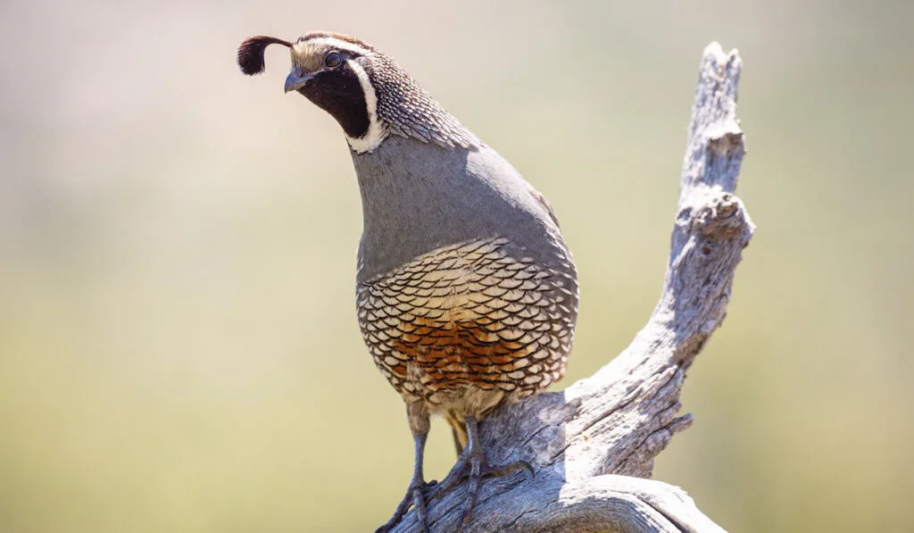 California quail on a tree branch -