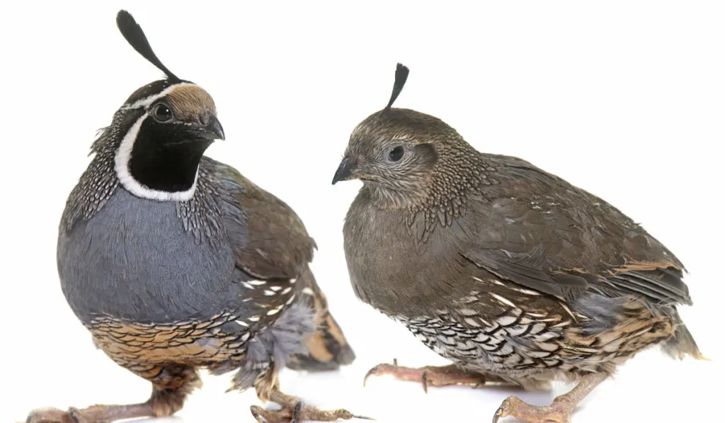 California quails in studio on white background 