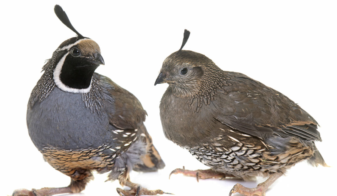 How Much Do Quail Cost? Farmhouse Guide