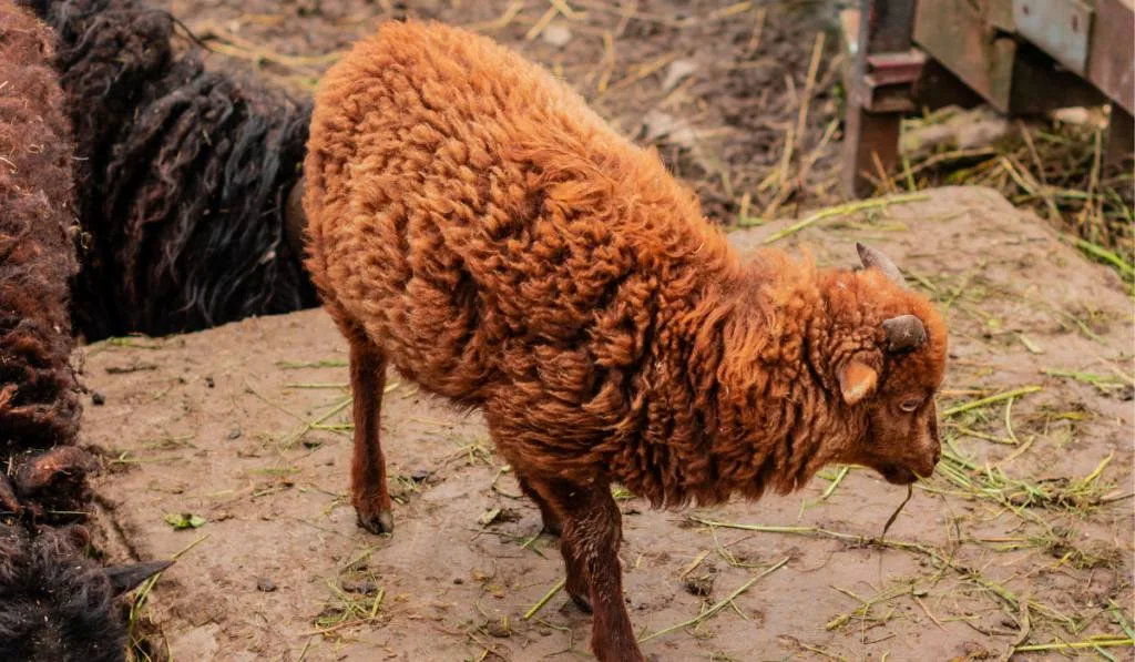 California red sheep eating veggies stalks