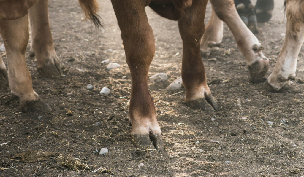 Calves hooves in farm