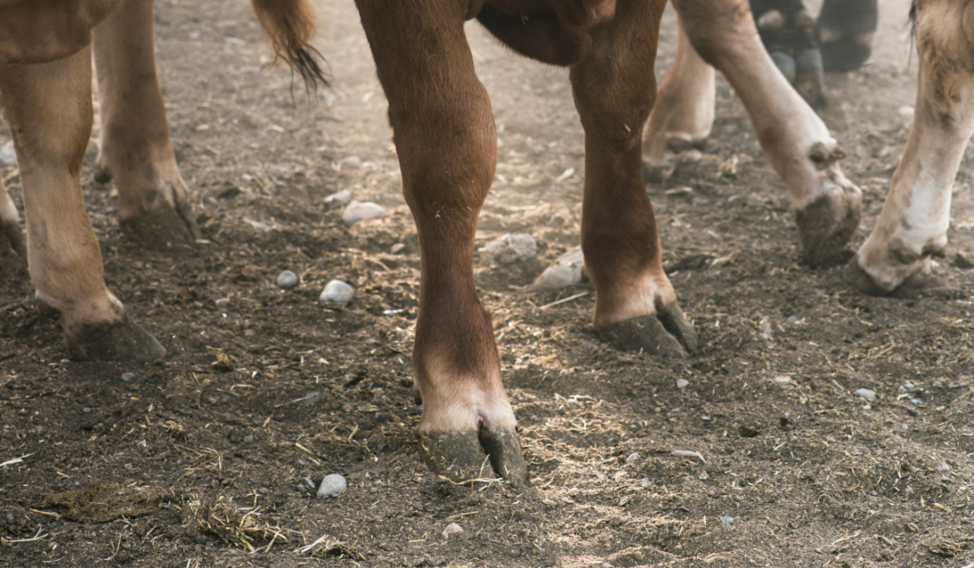 Do Cows Need Their Hooves Trimmed? Farmhouse Guide