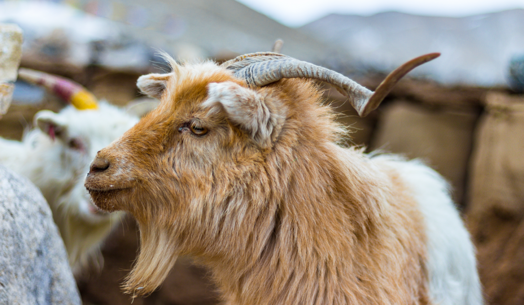 Brown Goat Breeds - Farmhouse Guide