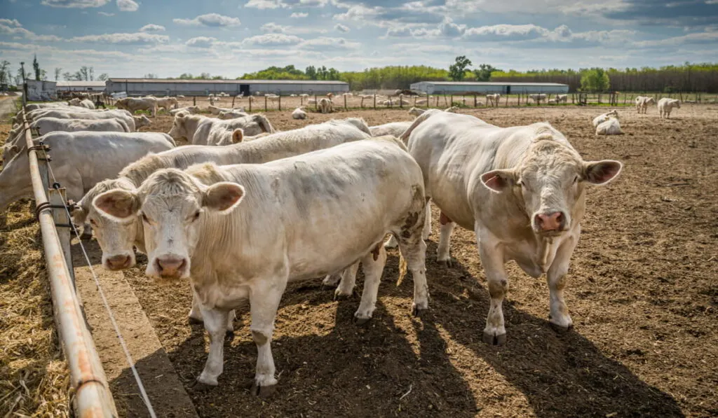 Charolais beef cattle bull with cows in a farm