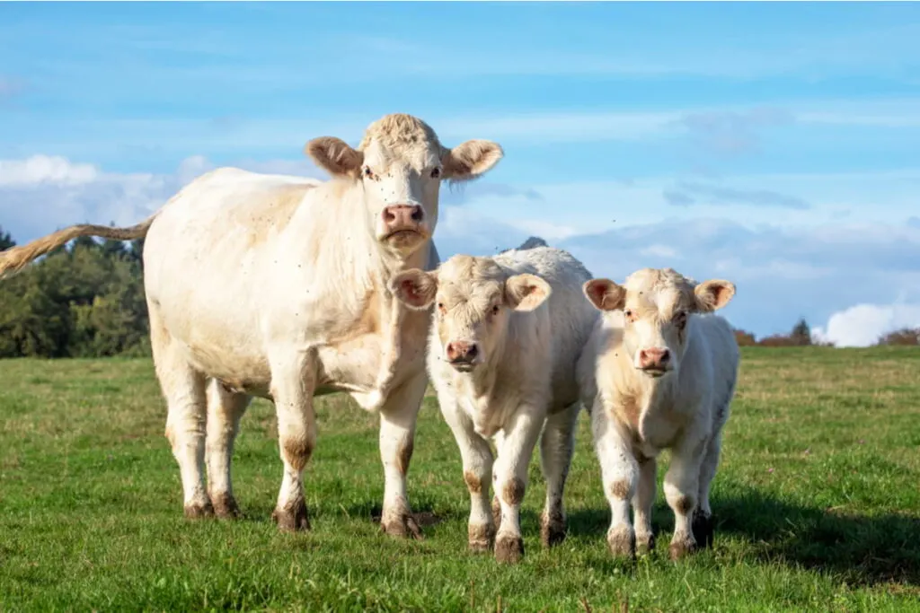 Charolais next to two bull calves on a sunny day
