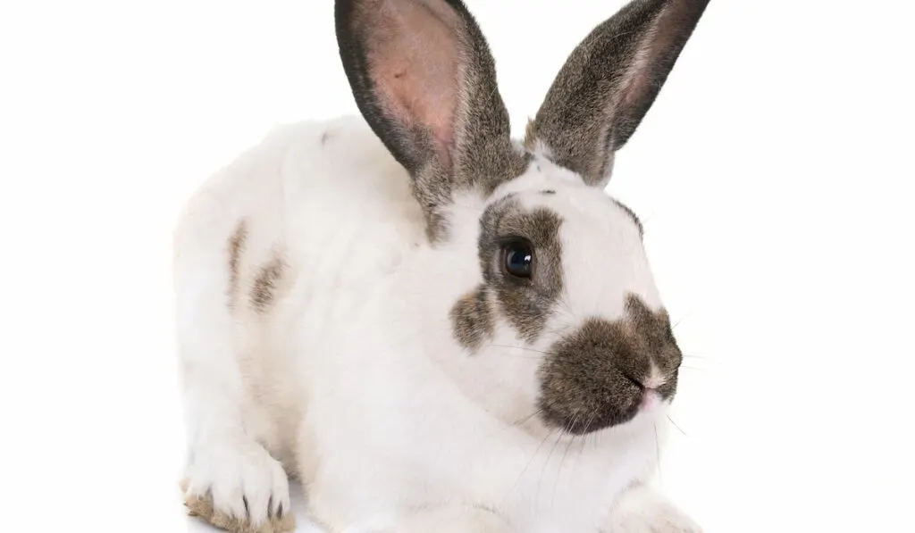 Checkered Giant rabbit on a white background -