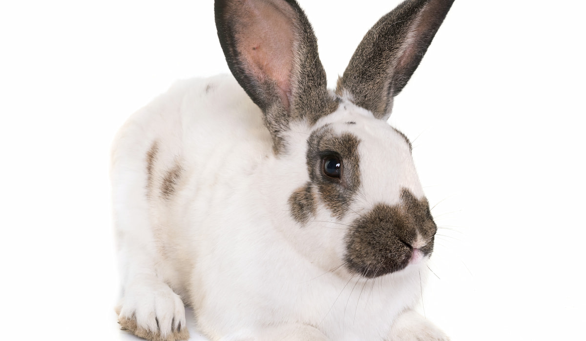 7 Cute Black and White Rabbit Breeds - Farmhouse Guide