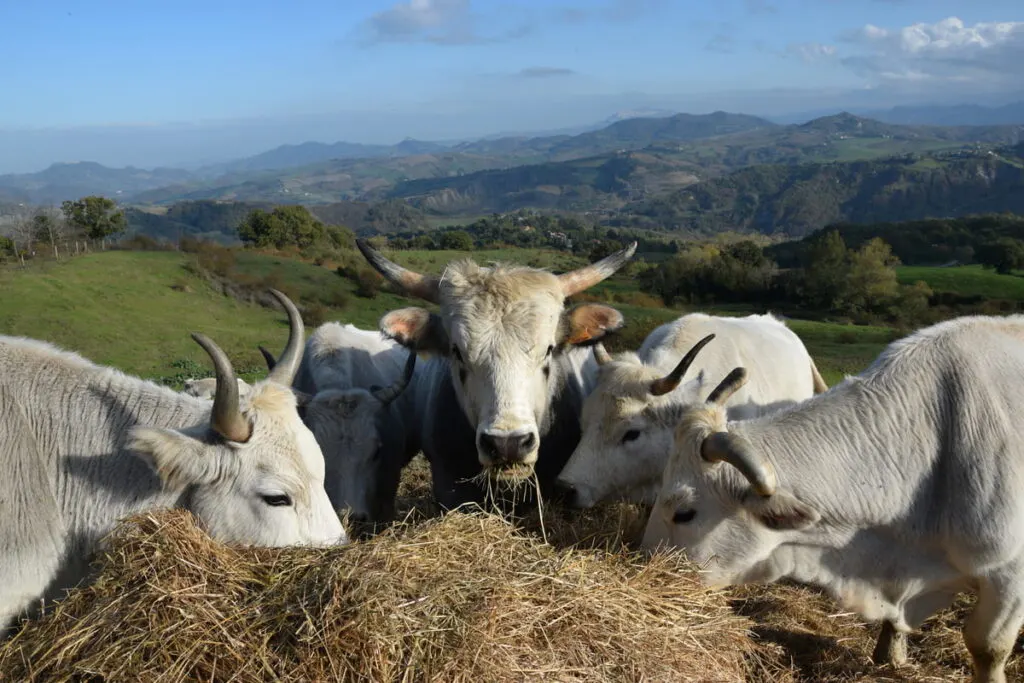 Chianina cow in Tuscany , Italy