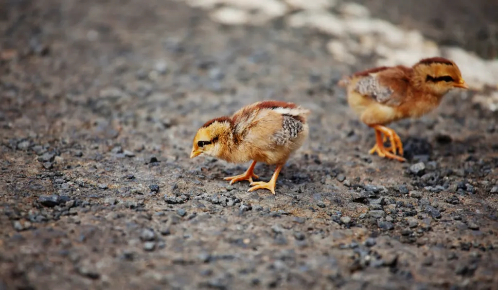 two cute chicks close up