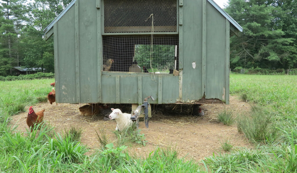 Chicken coop house with a lamb sleeping just outside, on the farm