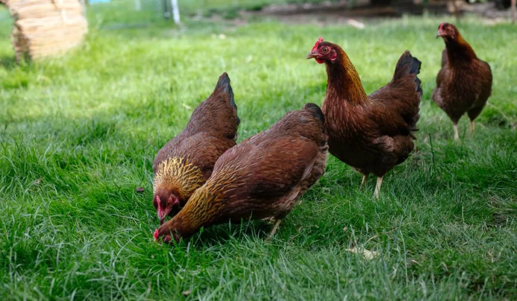 Chicken of the breed welsumer in the garden