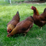 9 Best Chickens For Cold Climates