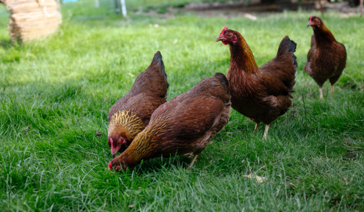 9 Best Chickens For Cold Climates - Farmhouse Guide