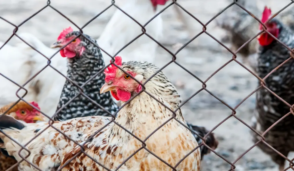 Chickens on poultry farm
