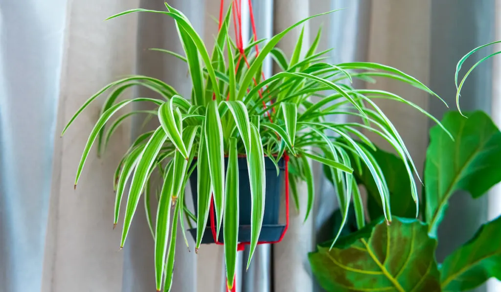 Chlorophytum comosum, Spider plant in white hanging pot 