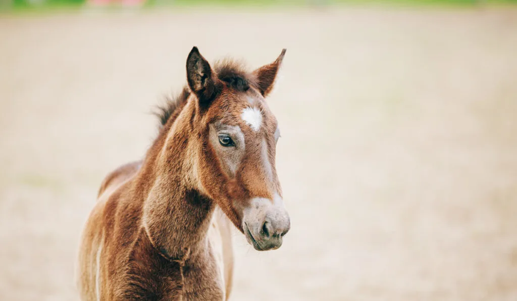 Close Up Portrait Of Brown Foal 