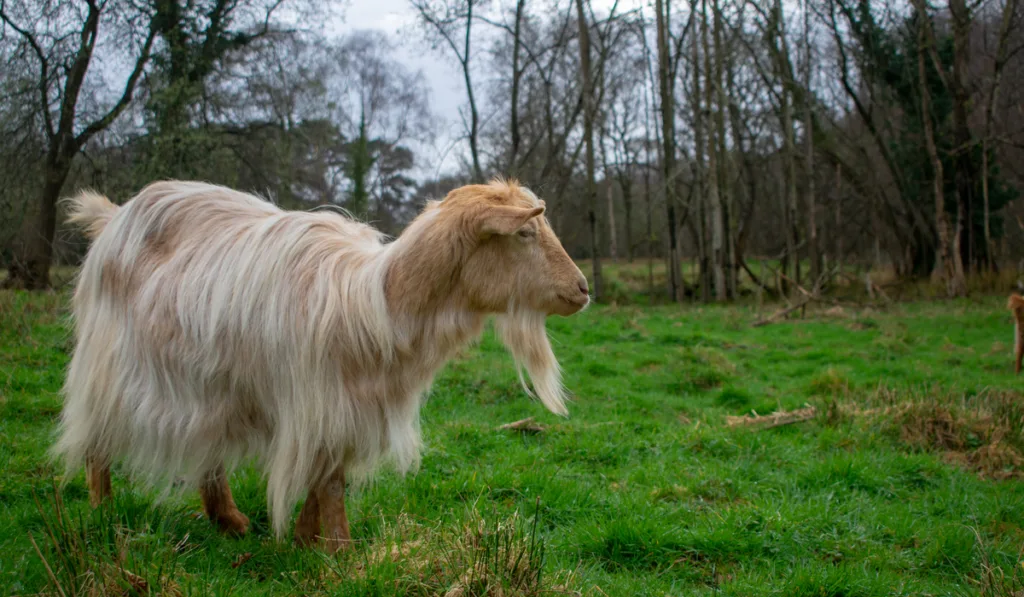 Close up of Golden Guernsey goat