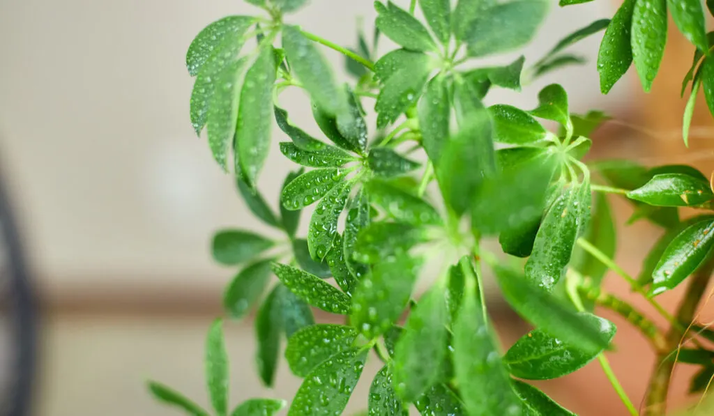 Close up of  Umbrella Plant, Arboricola indoor trees 