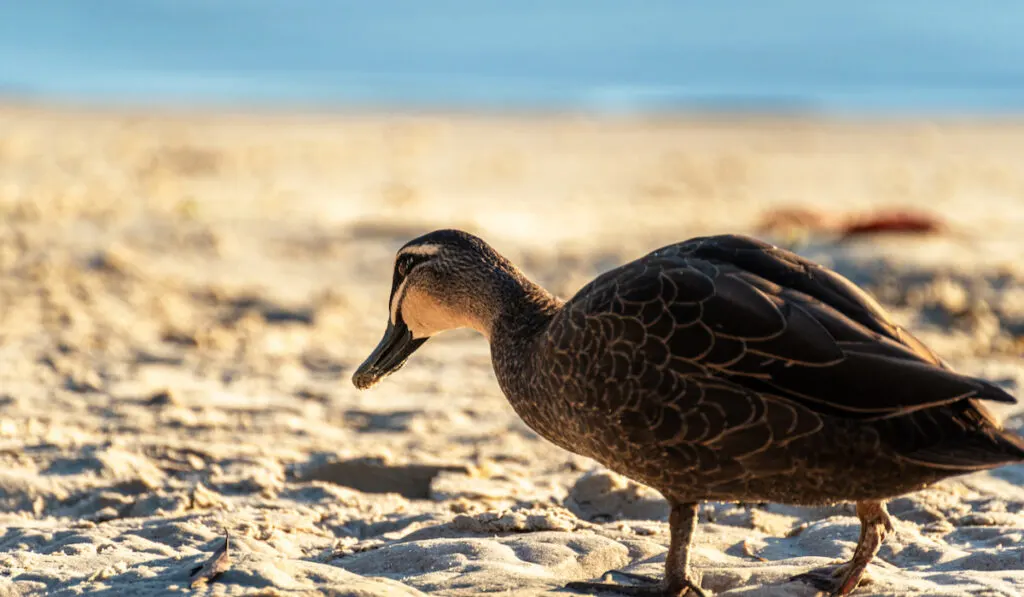 Close up of a Mallard Duck Walking on a Beach in a Sunny day