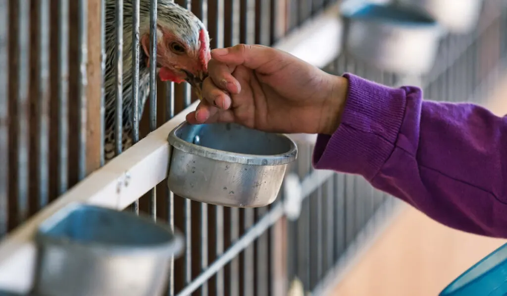 Close-up of a a child's arm and hand feeding a white and black chicken in a cage 