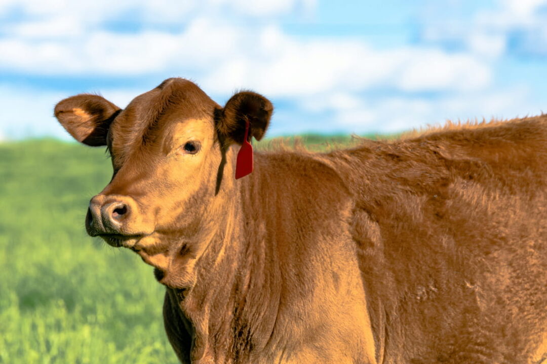 Cattle visual data 7