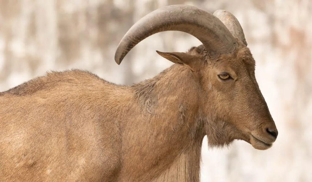 Close up of barbary sheep 