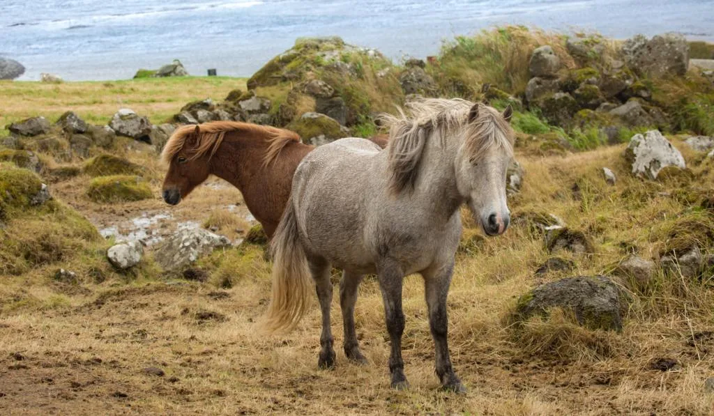 Close up of faroese horses on the Faroe Islands
