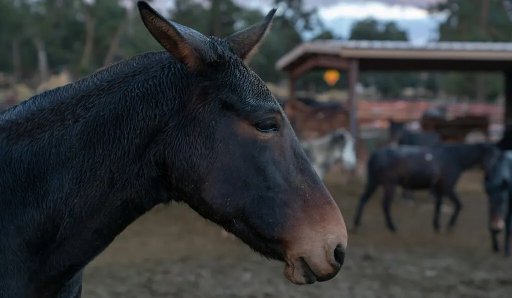 Close up of mule 