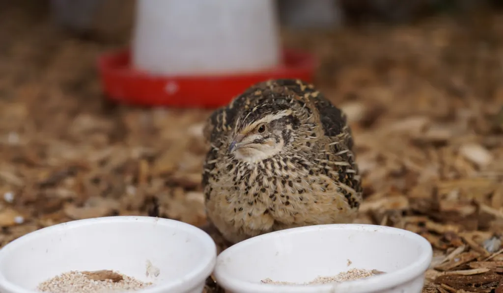 Close-up of the Japanese quail, 