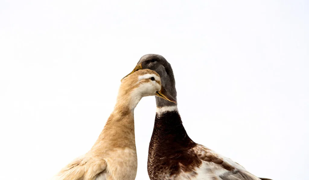 Close up of two brown and grey ducks on white background 