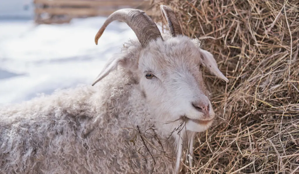 Close-up portrait of a goat eating hay on a farm