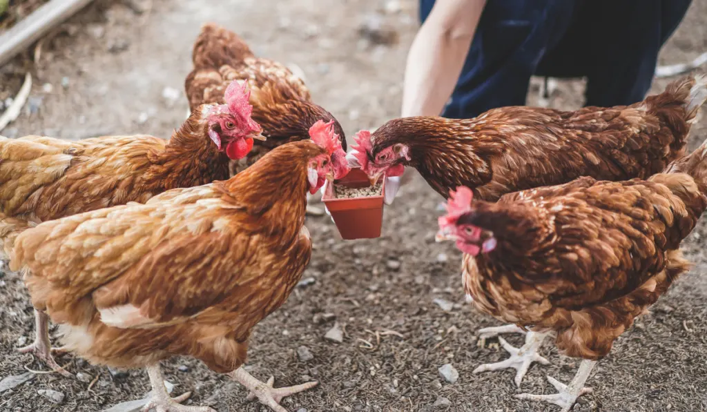 farmer feeding five chickens from a little feed bowl