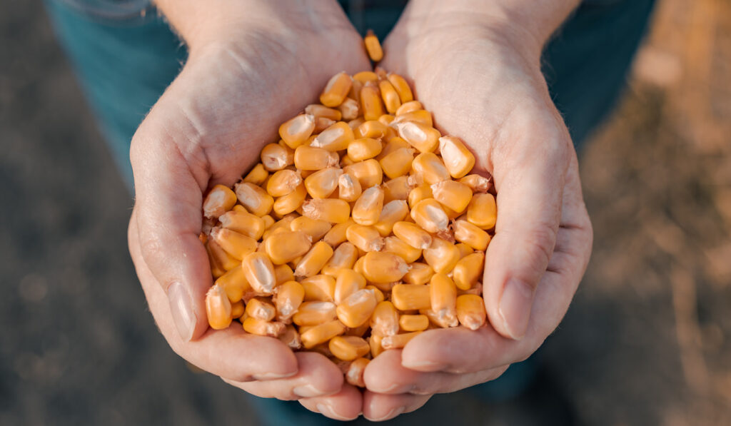 Closeup cropped photo of Female farmer handful of harvested corn grains