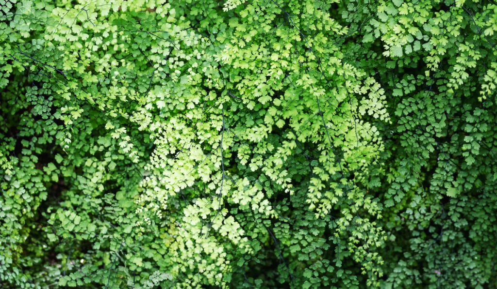 Closeup image of Brittle maidenhair fernin the garden
