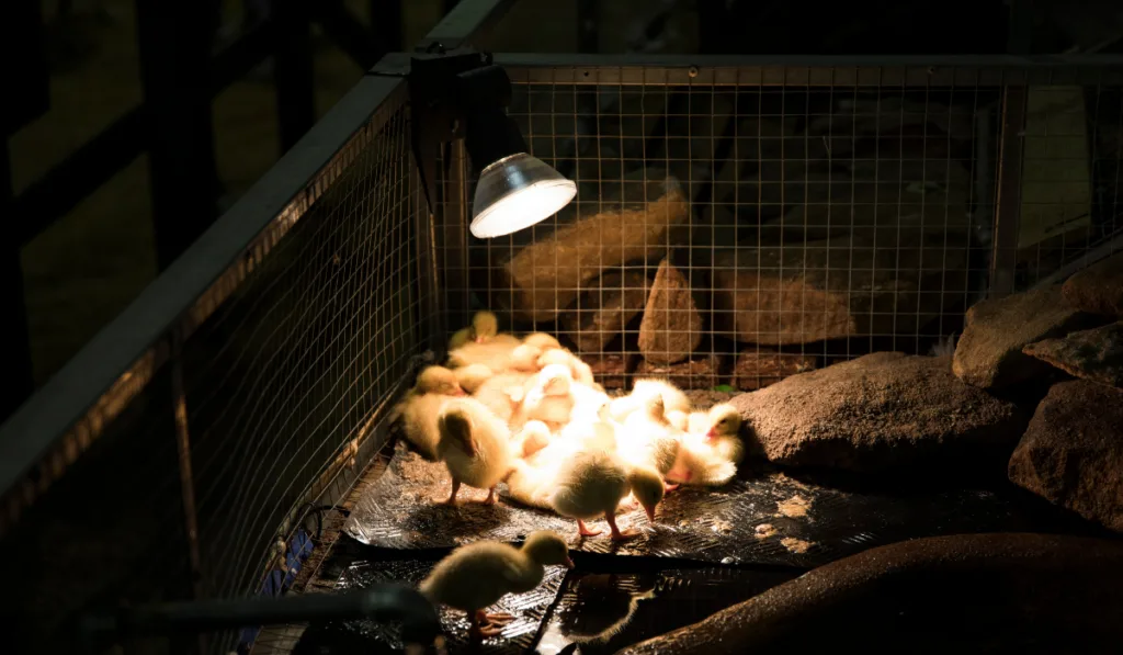 Cluster of new born baby yellow fluffy ducks hovering under the heat lamp for warmth and comfort at