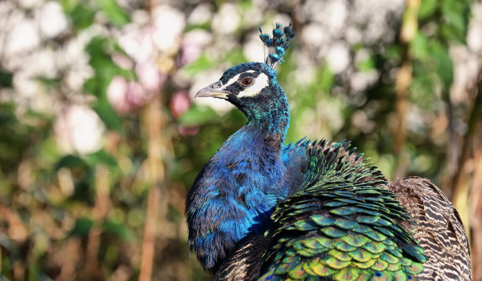 Can Peacocks Eat Grapes? Farmhouse Guide