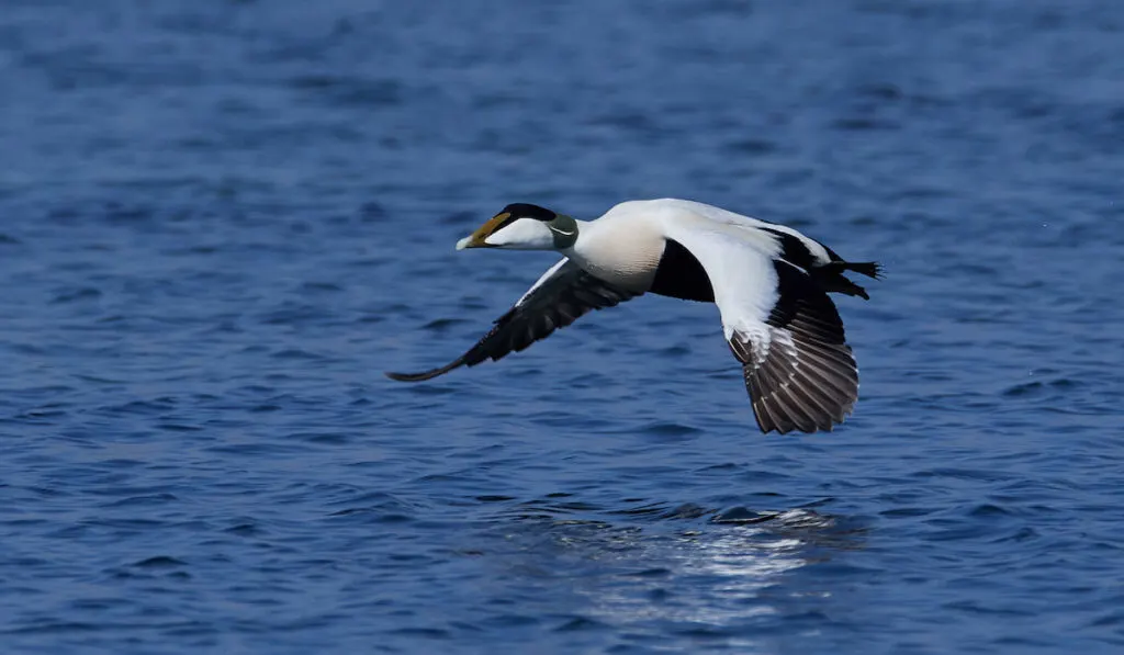 Common eider flying over the lake 