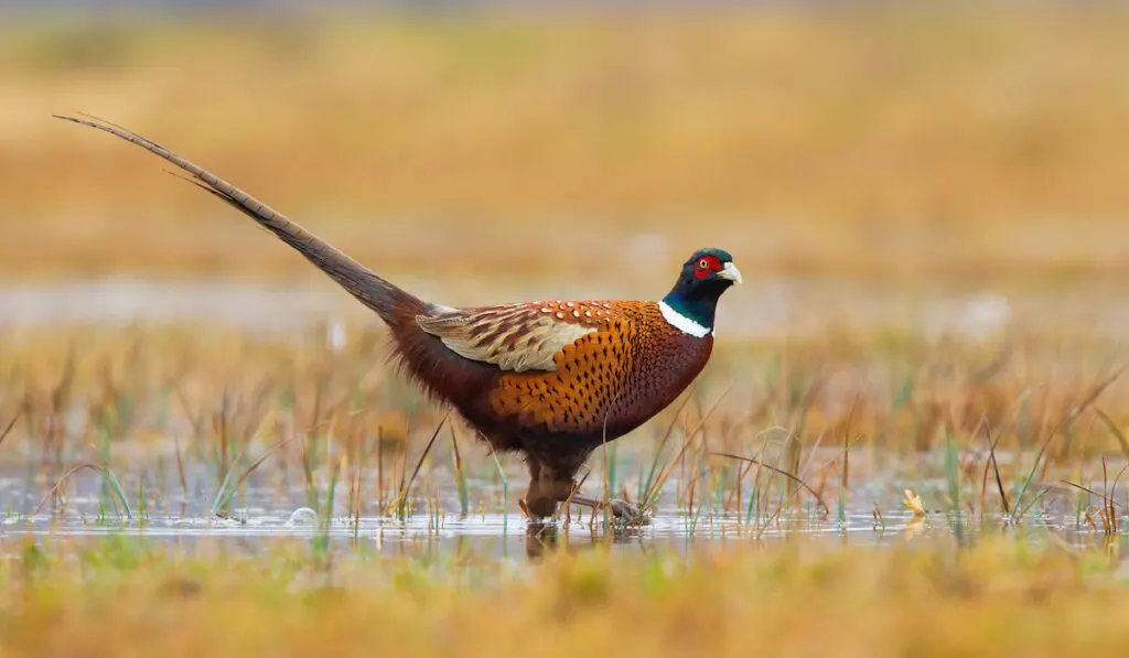 Common pheasant looking in water on field in autumn 