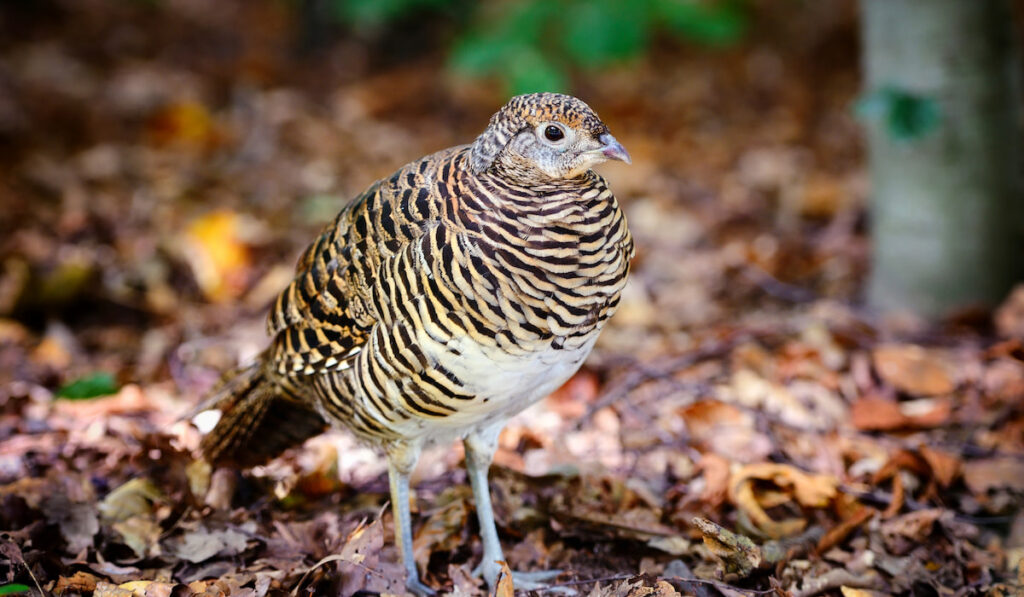 Common quail in the autumn forest 