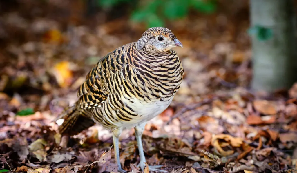 Common quail in the autumn forest 