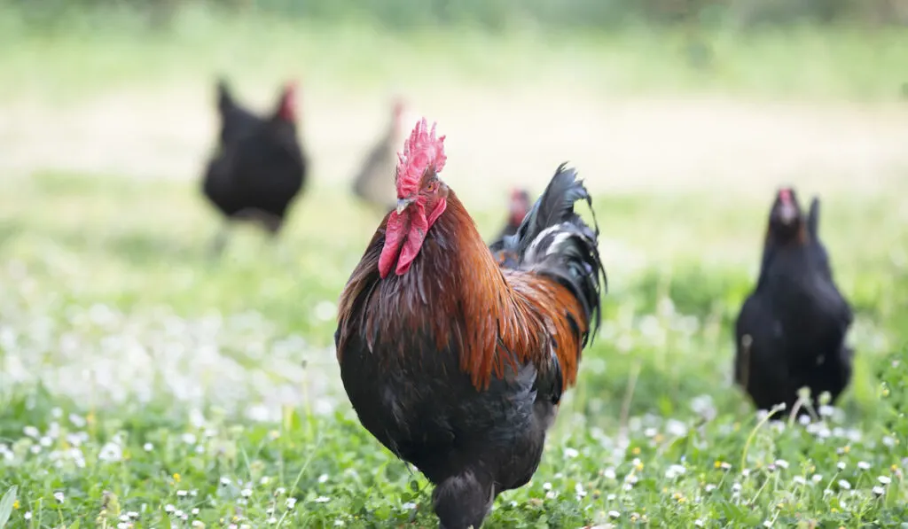 Copper Marans in the garden