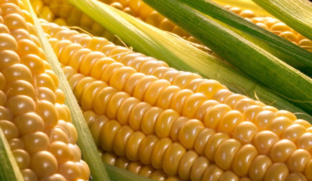 corn on a cob