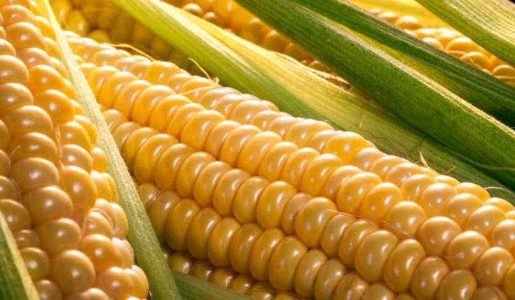 Should Cows Eat Corn? - Farmhouse Guide