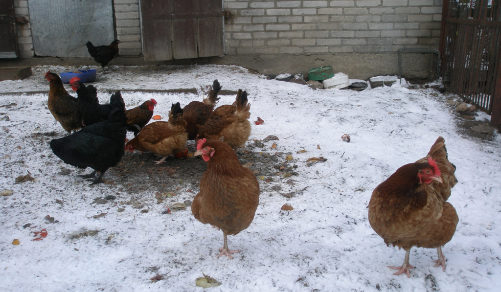 Country hens during their winter meal
