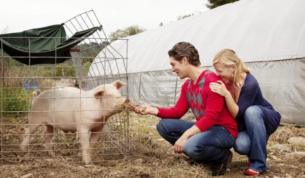 Couple feeding pig grass at farm cage